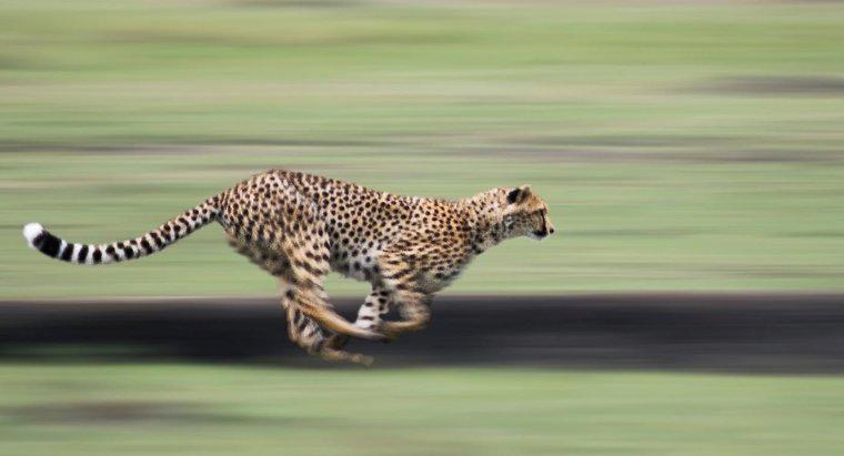 Ar putea un ghepard să depășească o mașină pe autostradă?