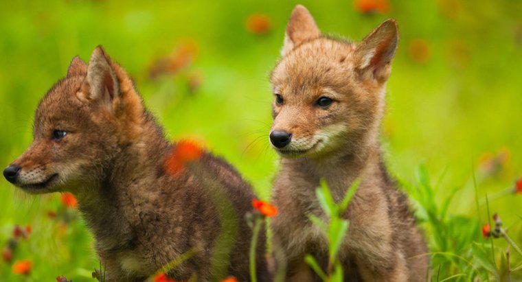 Ce este numit un coyote pentru bebeluși?
