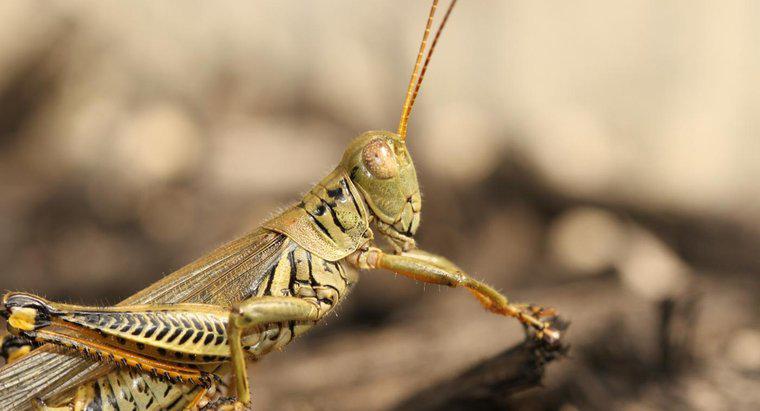 Să mănânci musca Grasshoppers?