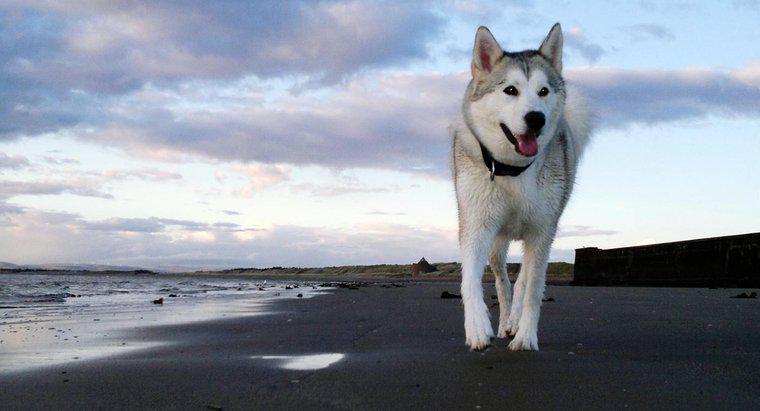 Care sunt unele fapte despre Huskies siberian?