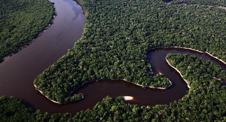 Cât de lat este râul Amazon?