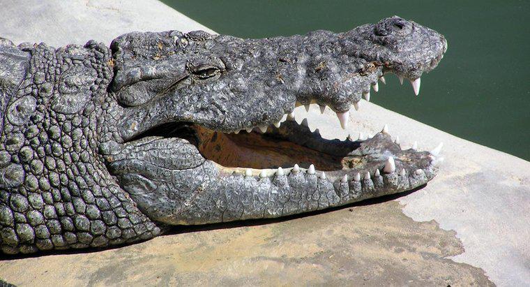 Cât de mare este gura unui crocodil?