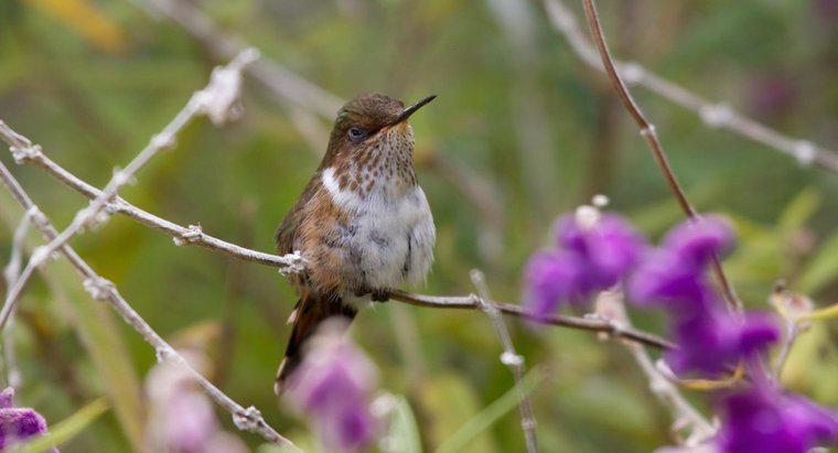 Când migrează Hummingbirds?