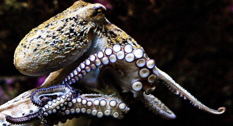 Care este dimensiunea medie a unui Octopus?