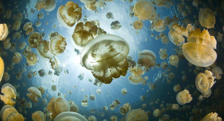 Ce fel de alimente mănâncă meduze?