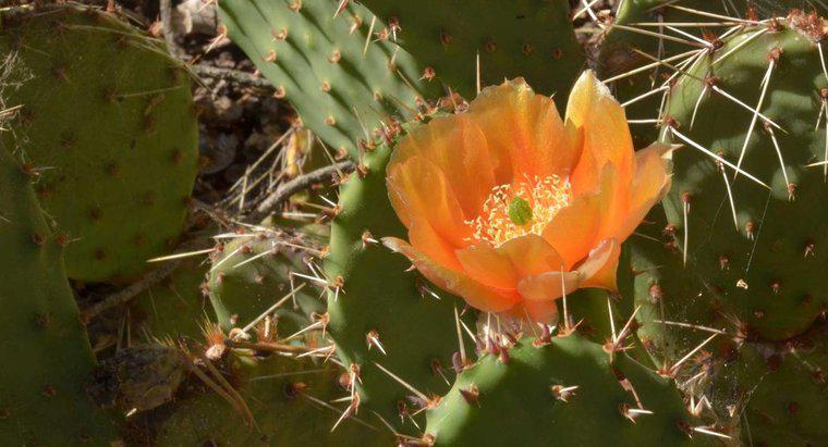 Unde are loc fotosinteza într-un cactus?