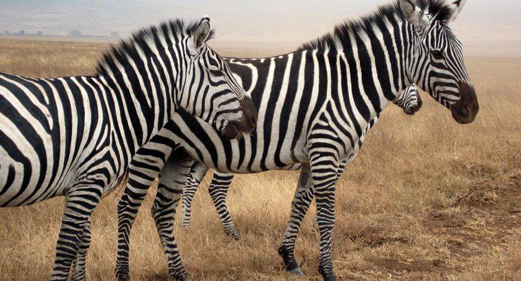 Ce zgomot face o Zebra?