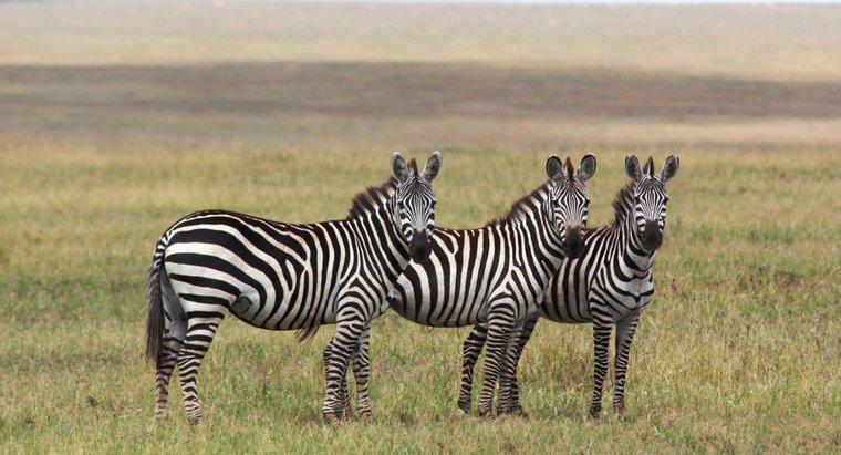 Care este durata de viata a unei Zebre?
