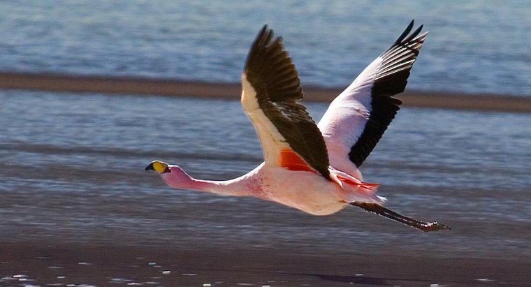 Unde este Flamingo în lanțul alimentar?