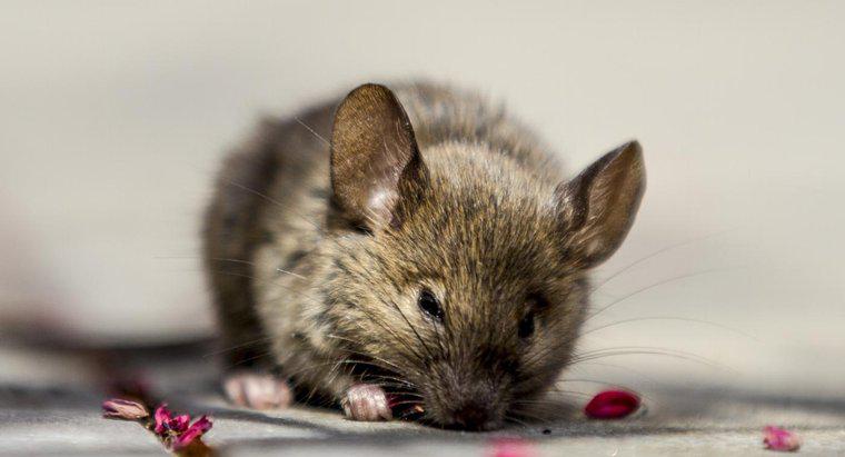 Cum puteți utiliza ulei de mentă pentru a elimina șoarecii dintr-o casă?