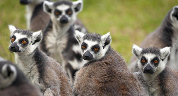 Cum se protejează Lemuri?