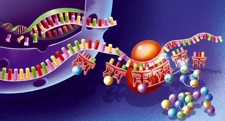 Ce organe este site-ul de sinteza a proteinelor?