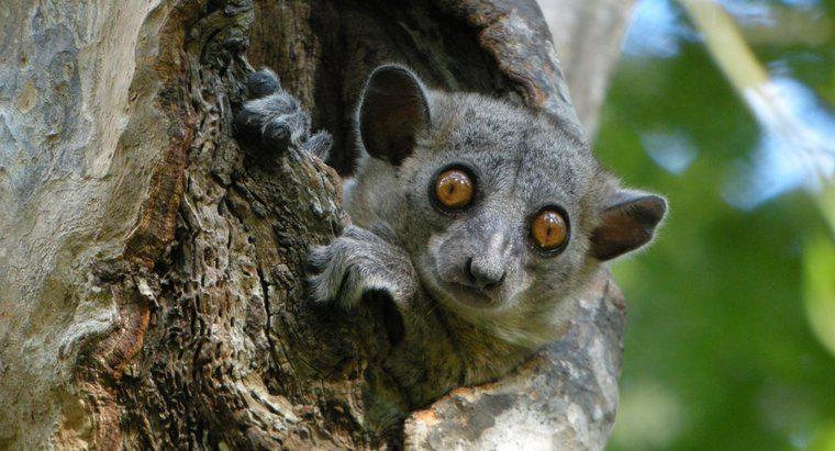 Are un Lemur de Nord Sportiv Orice Enemii Naturale?