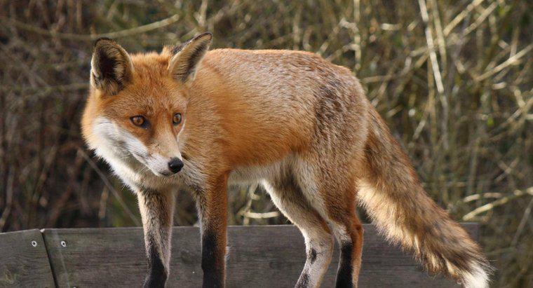Care sunt Predatorii naturali ai Fox?