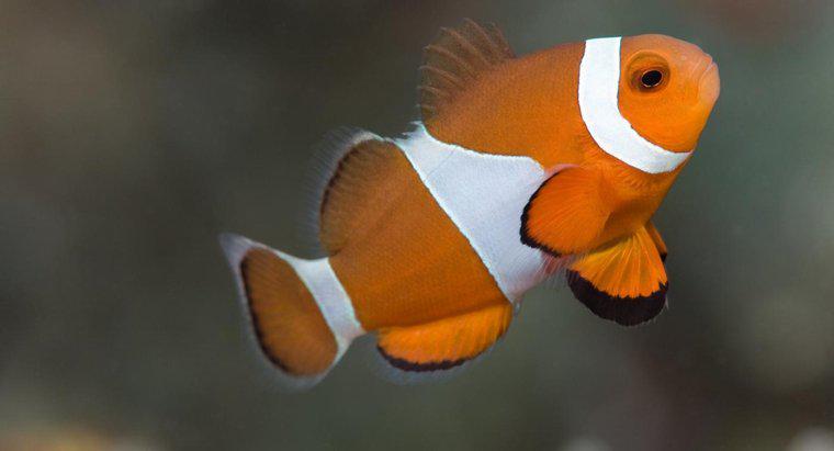 Ce mănâncă clownfish?