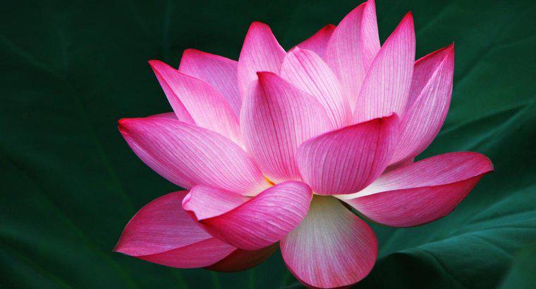 Ce înseamnă Simbolul Lotus Flower?