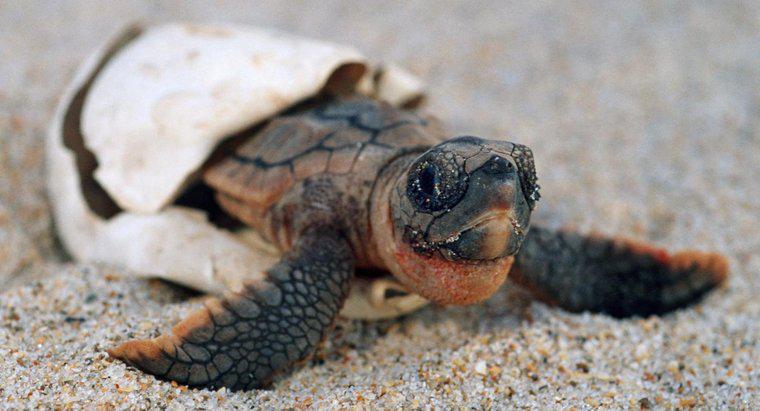 Cât durează țestoasele să rămână gravide?