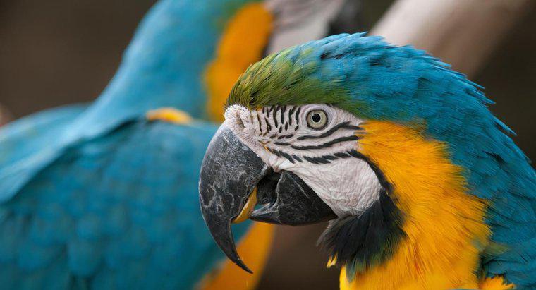 Poți păstra Macaws ca animale de companie?