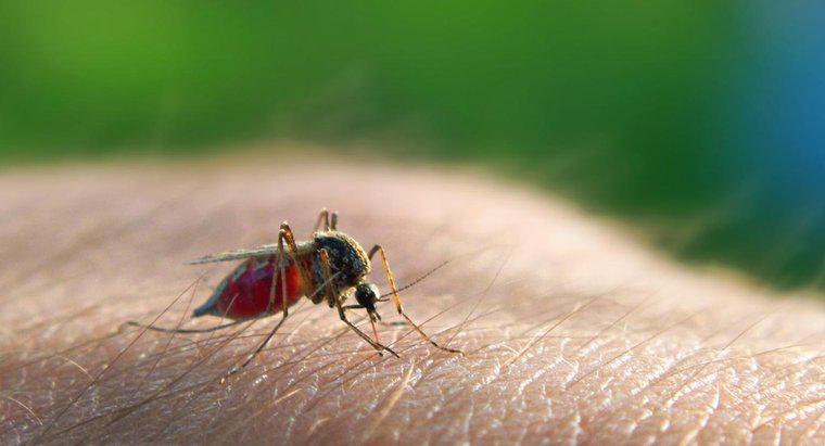 Cum este transmisă malaria?