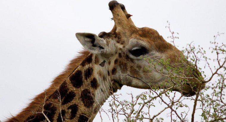 Care sunt unele fapte interesante despre girafe?