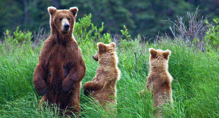 Unde trăiesc urșii?