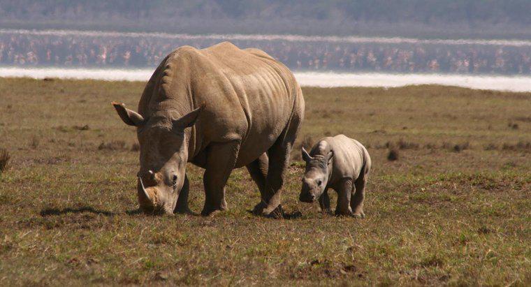 Ce este numit un Baby Rhino?