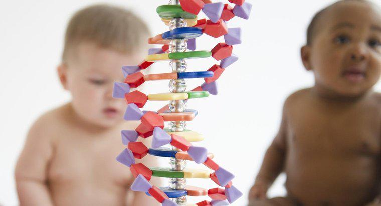 Ce este materialul genetic?