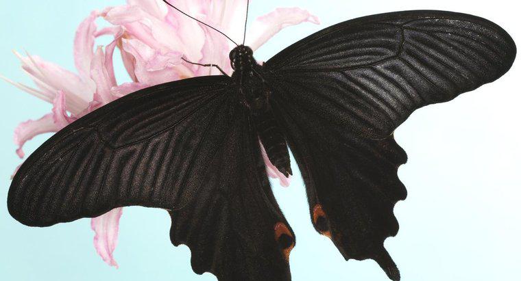 Ce simbolizează un fluture negru?