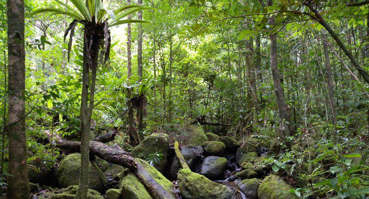 Câte specii de animale trăiesc în pădurea tropicală?