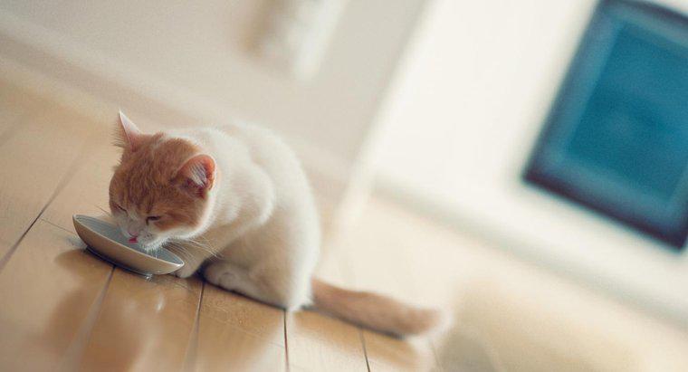 Cum trebuie sa fie pisicutele inainte de a avea mancare grea?