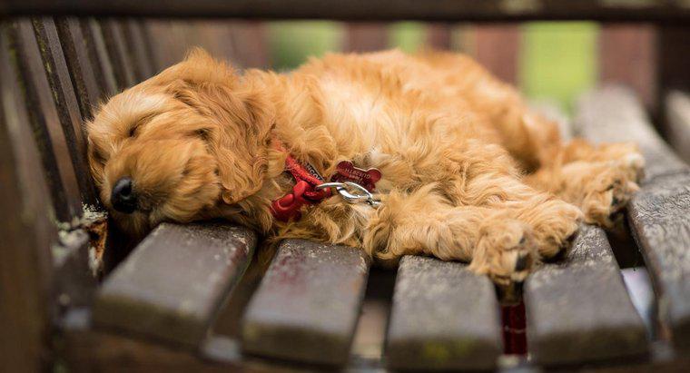 Care sunt unele salvări Goldendoodle în Florida?