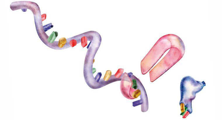 Care sunt cele trei organele implicate în sinteza proteinelor?