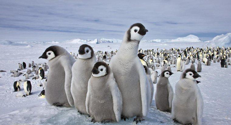 Ce animale trăiesc în Polul Sudic?