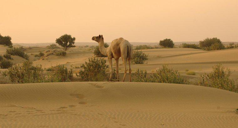 Unde este deșertul Thar situat?