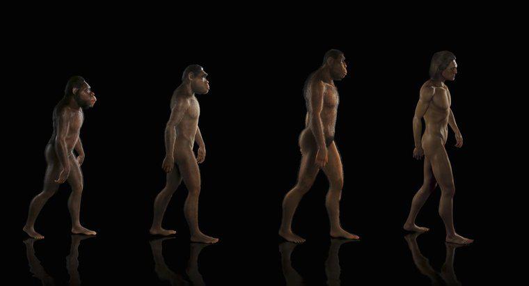 Care este teoria evoluției?