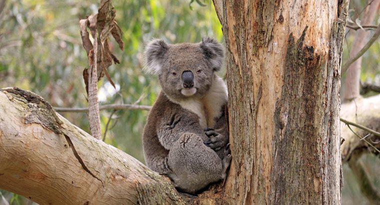 În cazul în care Do Koalas Live?