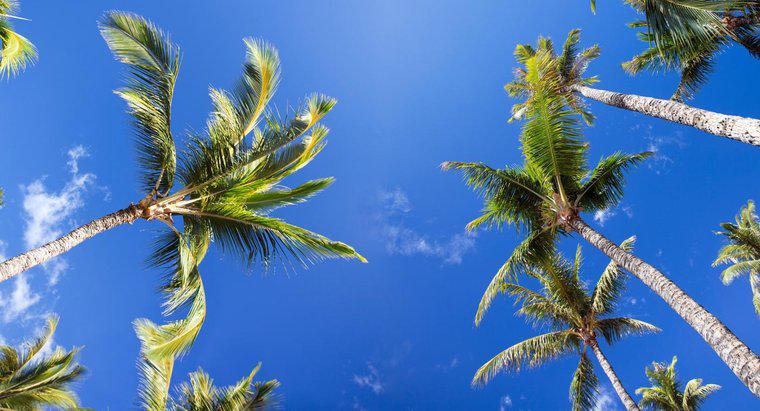 Care sunt unele fapte interesante despre copacii de palmier?