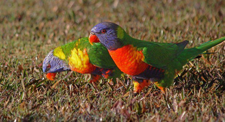Păsările sunt atrase de culorile strălucitoare?
