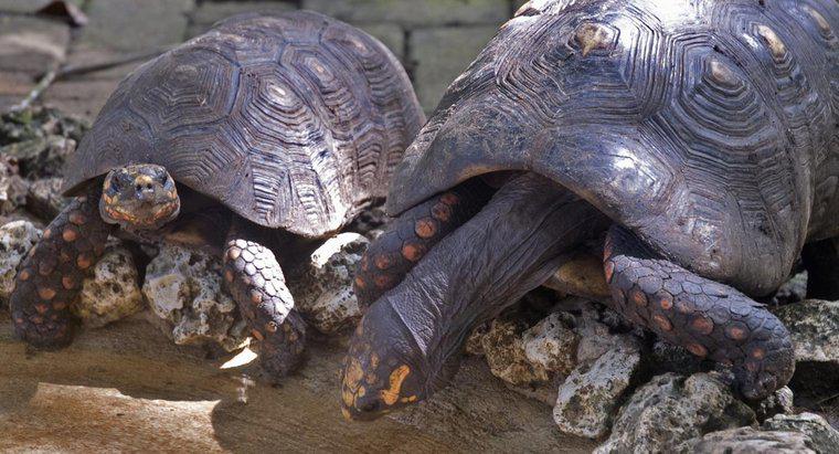Ce este numit un grup de țestoase?