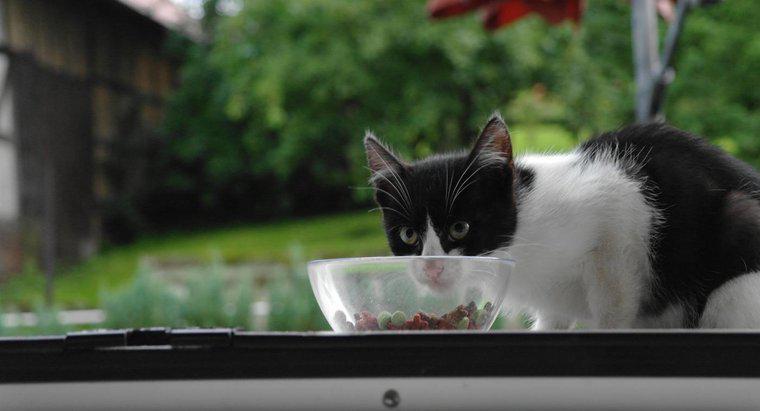 Când poate pisica mea să mănânce alimente adulte?