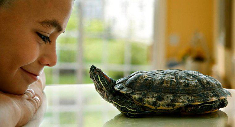 Cât timp trăiesc țestoasele de companie?