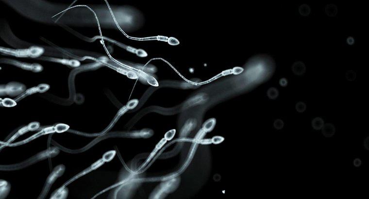 Ce este Spermatozoa?
