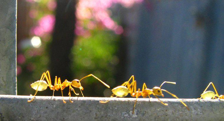 Cât de mult cântărește furnicile?