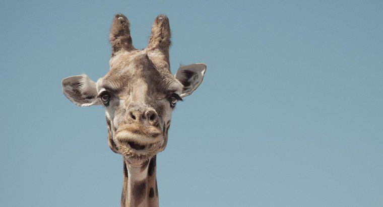 Ce este o girafă pirmoasă?