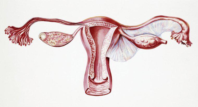 Cât de mult cântărește uterul?