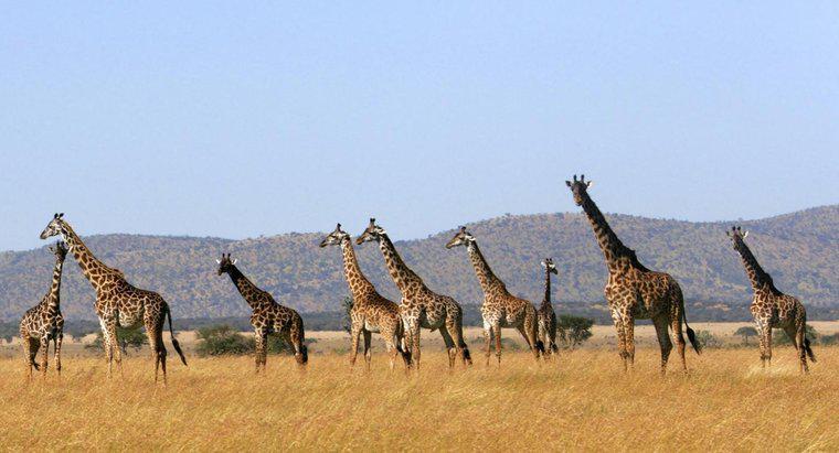 Ce numiți un grup de girafe?