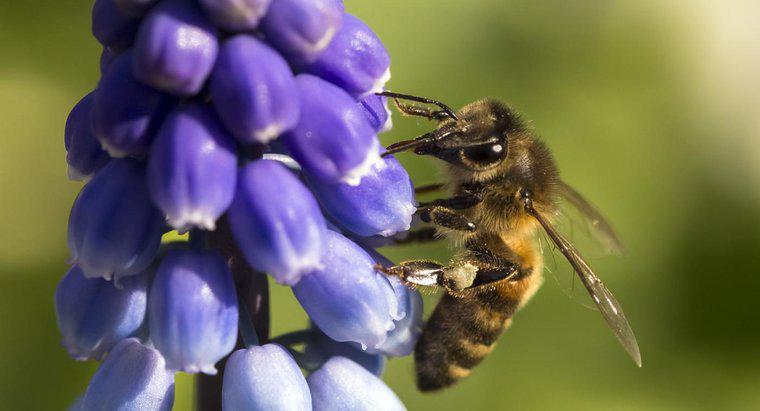 Care sunt avantajele și dezavantajele polenizării încrucișate?