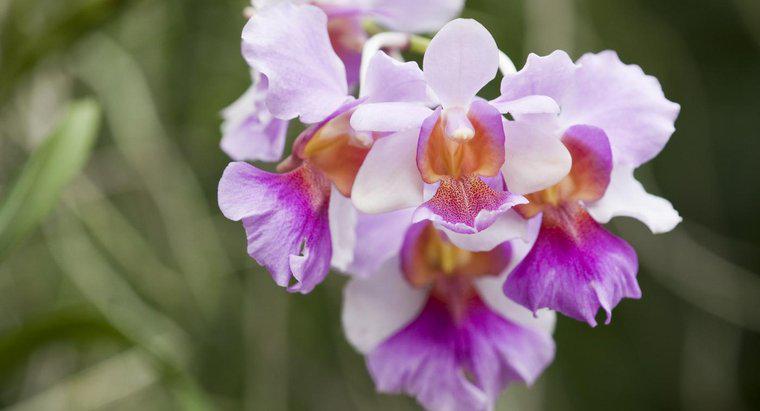 Care este semnificația unui orhidee?