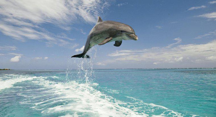 Care sunt condițiile climatice în care trăiesc delfinii?