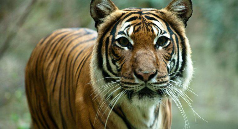 De ce sunt tigrii în pericol de dispariție?
